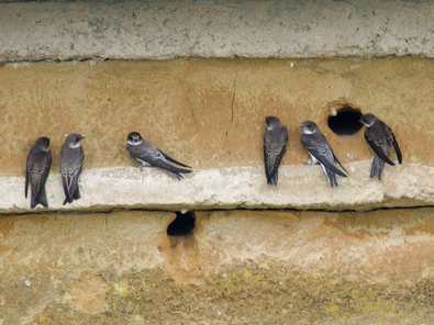 Thumbnail of Sand Martin